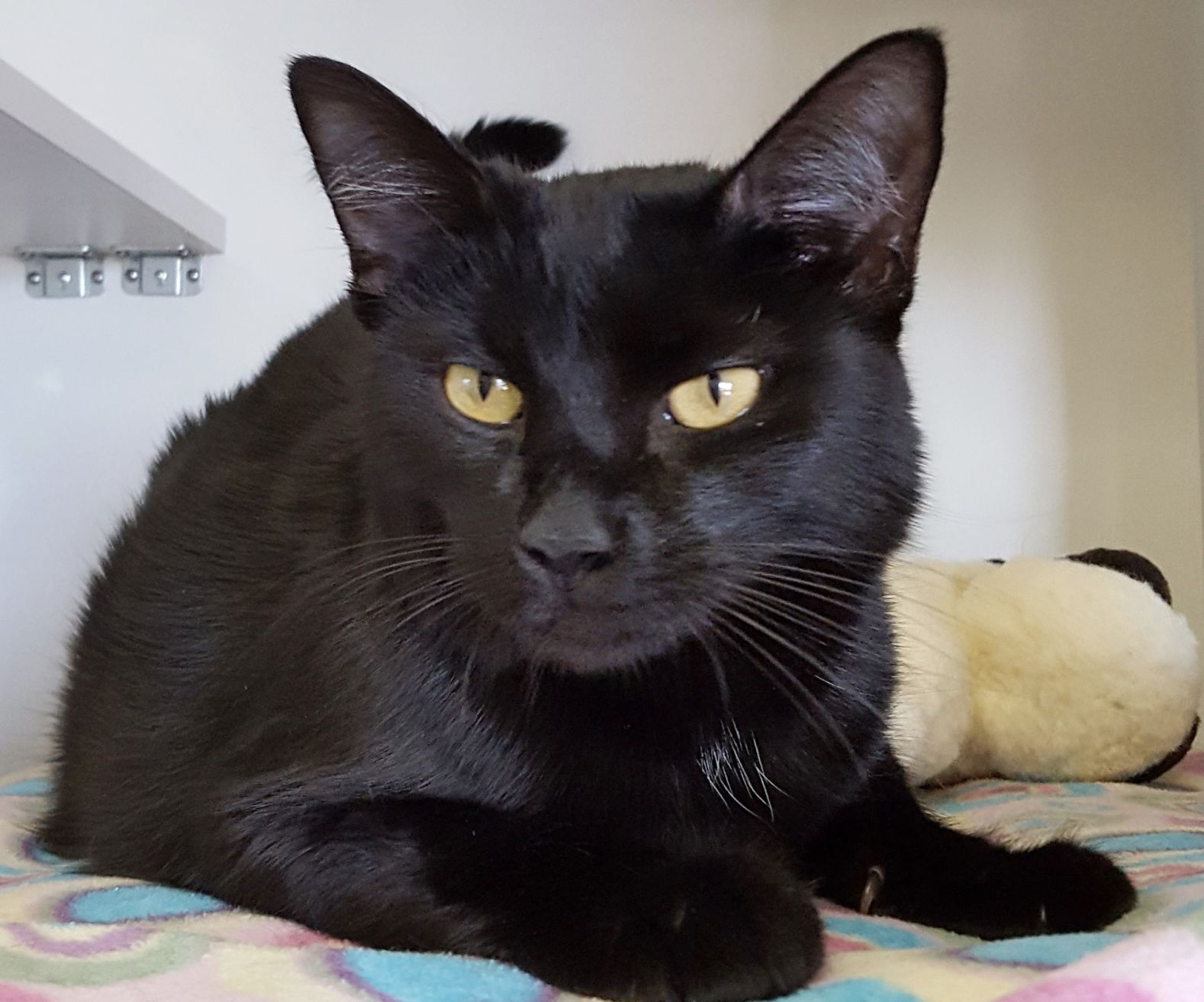 Adopt A Friend: Pepper